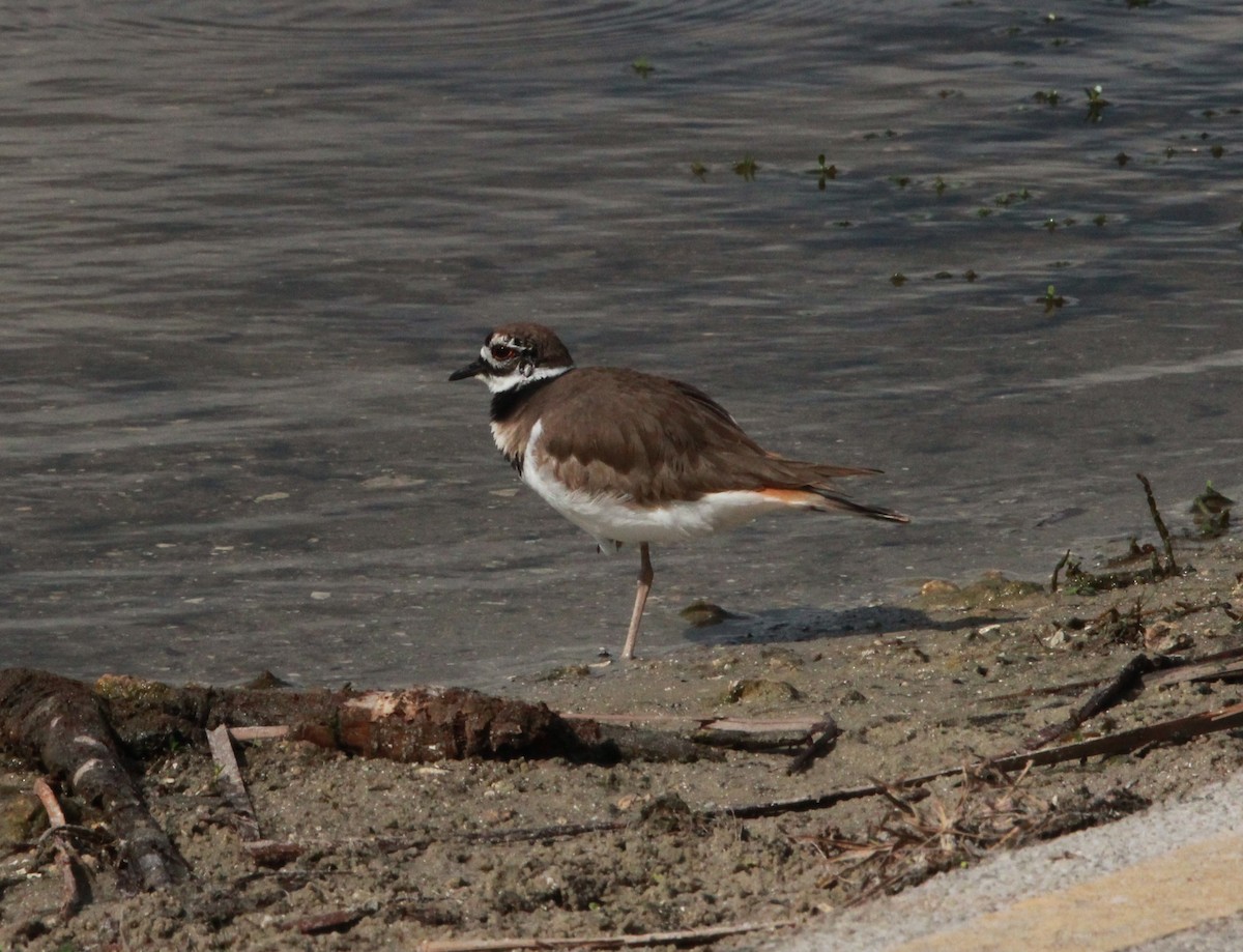 Killdeer - ML645519944