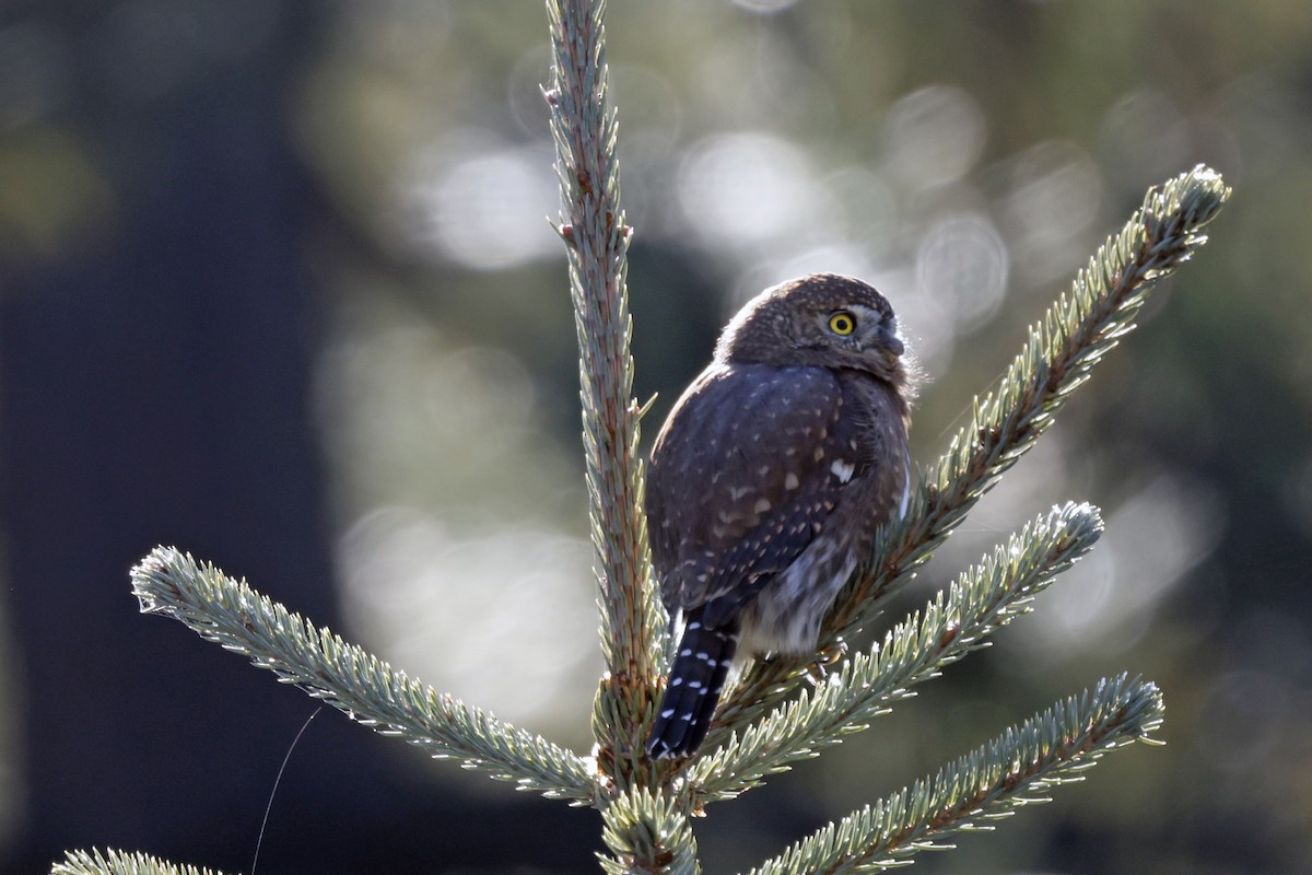 Northern Pygmy-Owl - ML645519951