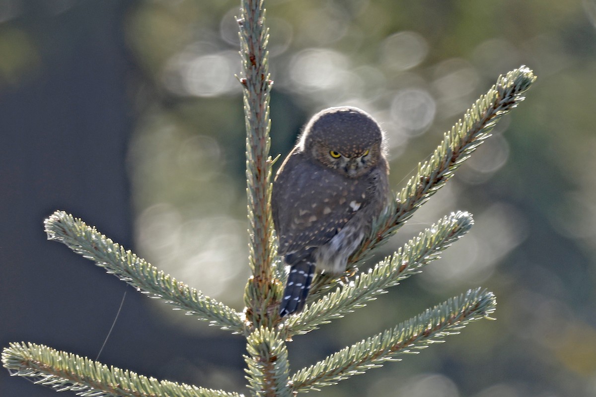 Northern Pygmy-Owl - ML645519952