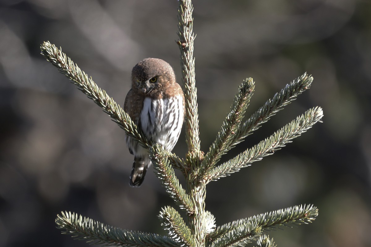 Northern Pygmy-Owl - ML645519953