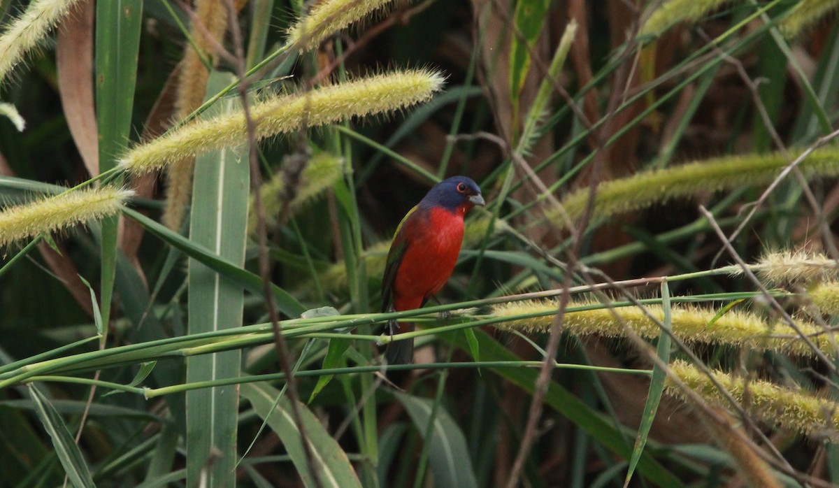 Painted Bunting - ML645519957