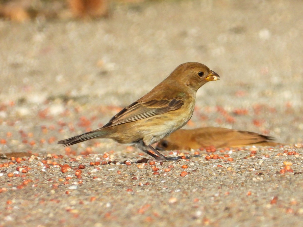 indigospurv - ML645519962