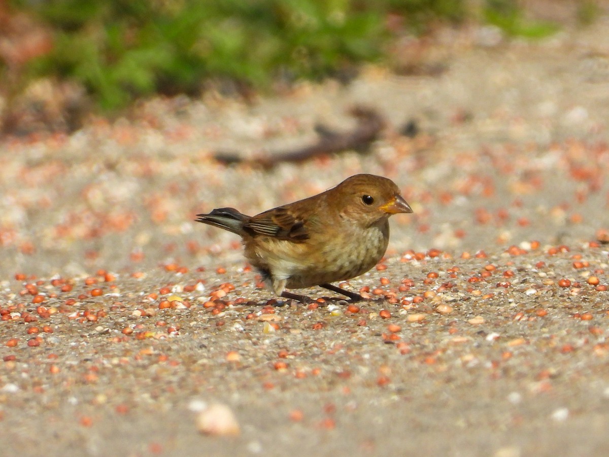 indigospurv - ML645519963