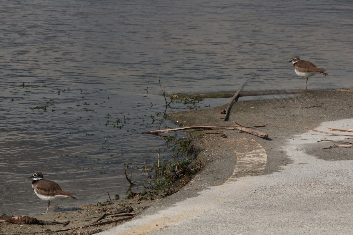 Killdeer - ML645519973