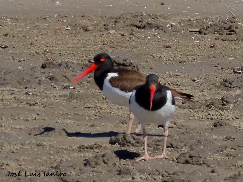 American Oystercatcher - ML645519985
