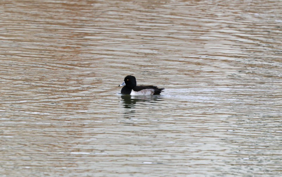 polák proužkozobý - ML645519991