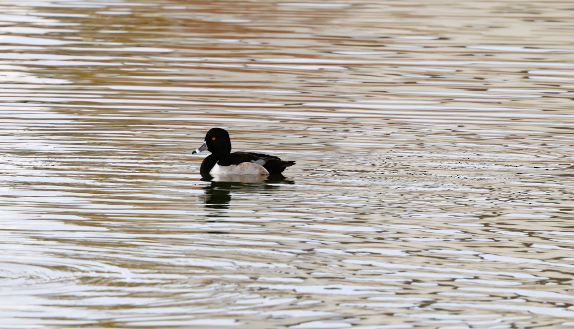 polák proužkozobý - ML645519992