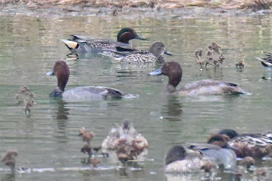 Redhead - ML645519993