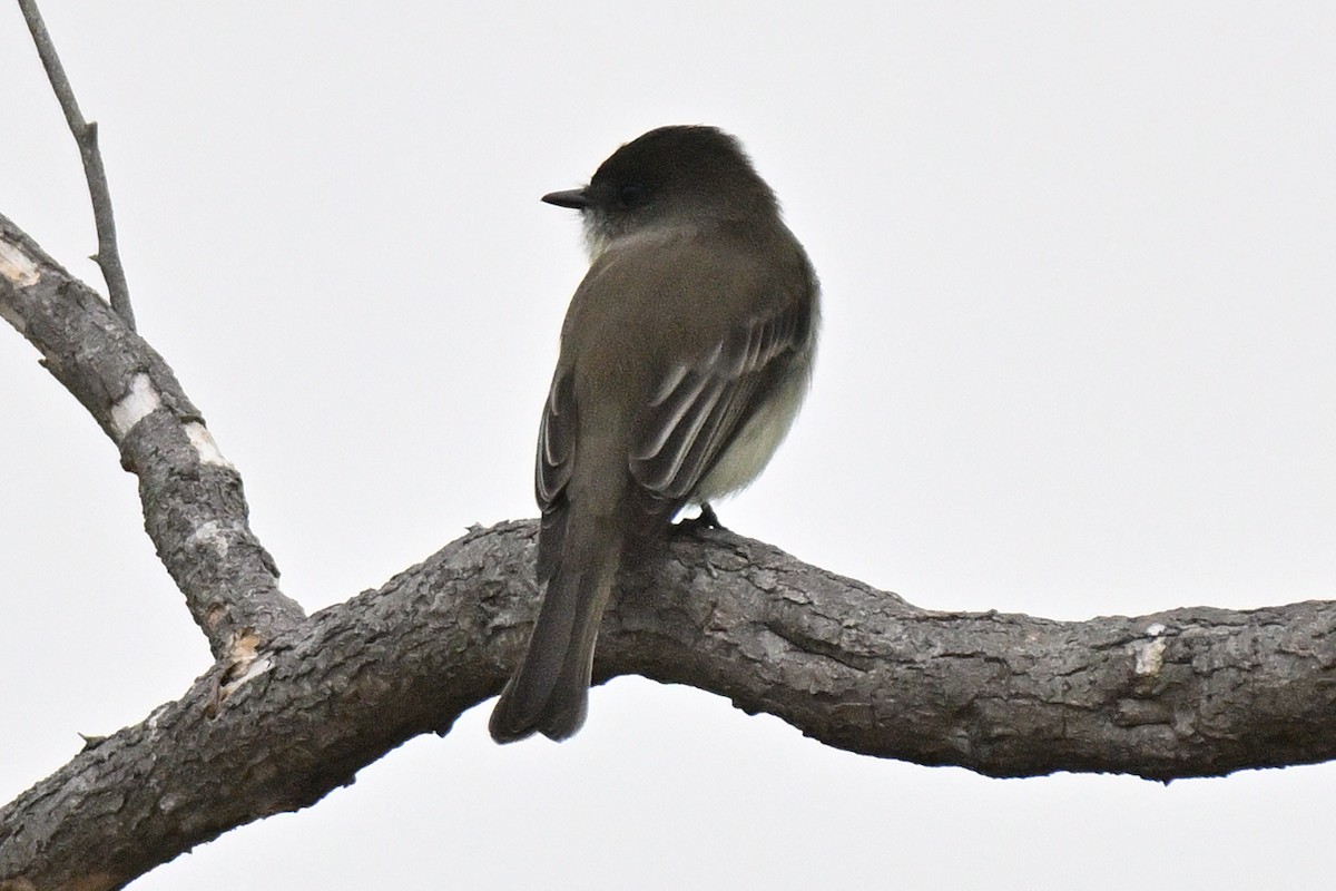 Eastern Phoebe - ML645520001
