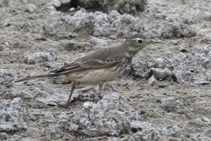 American Pipit - ML645520013