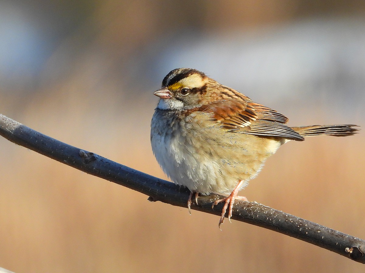 White-throated Sparrow - ML645520015