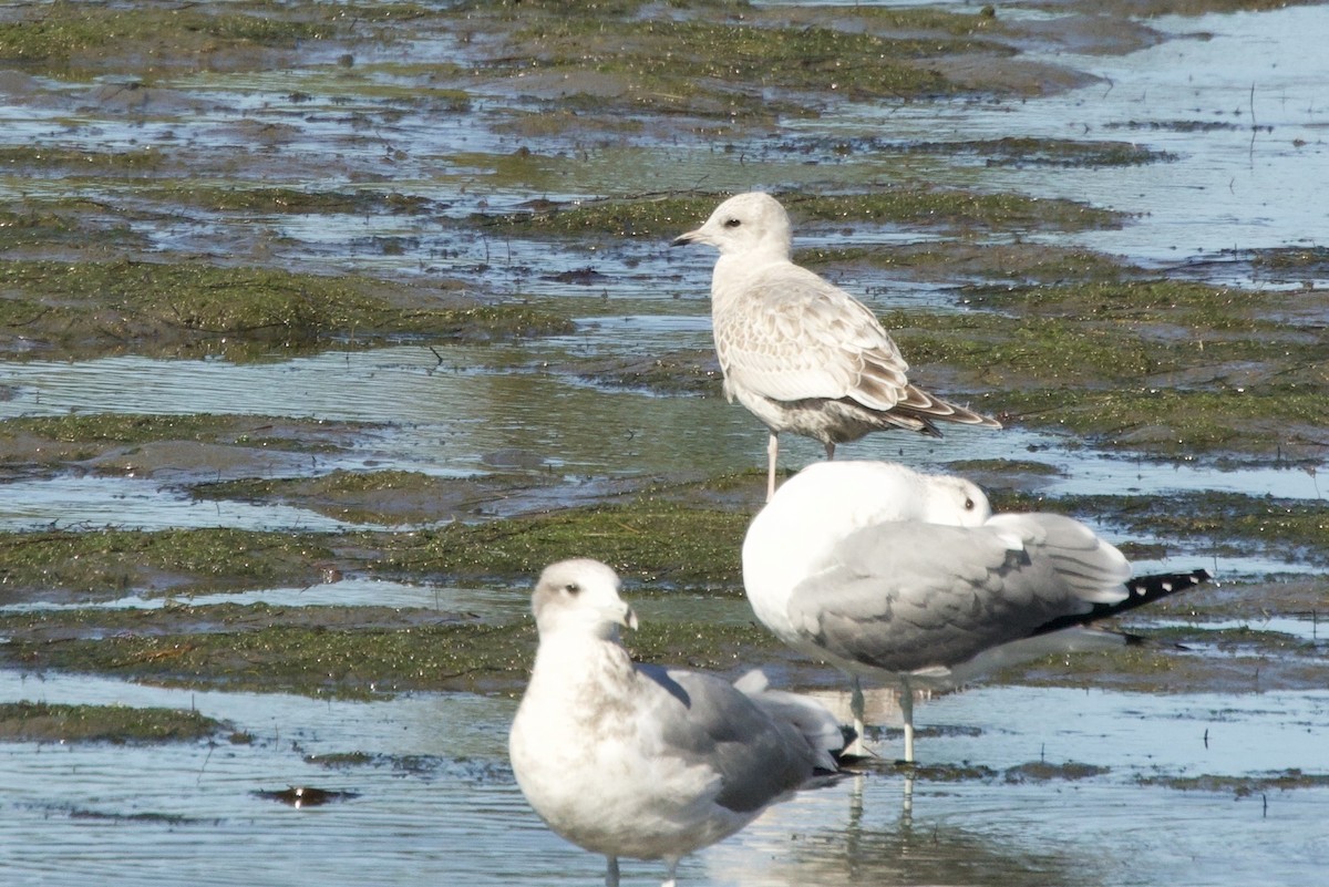 Short-billed Gull - ML645520016