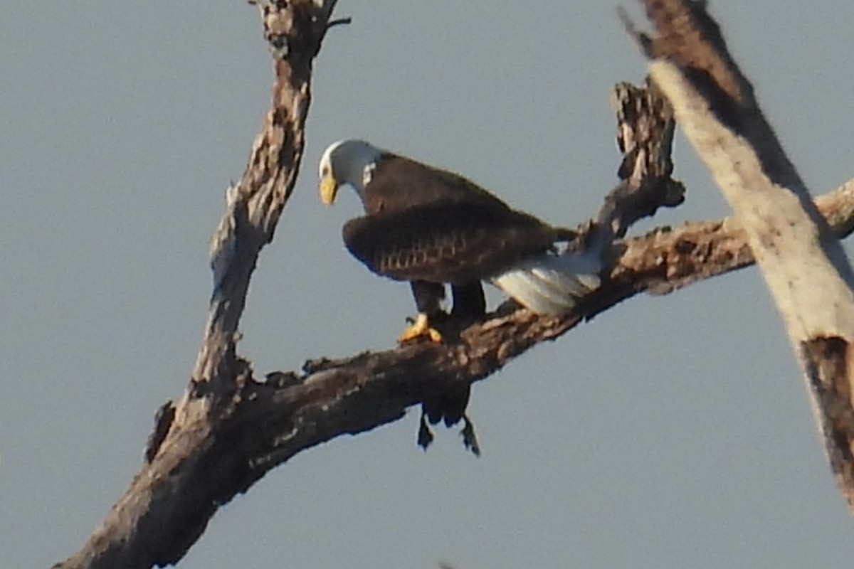 Bald Eagle - ML645520017