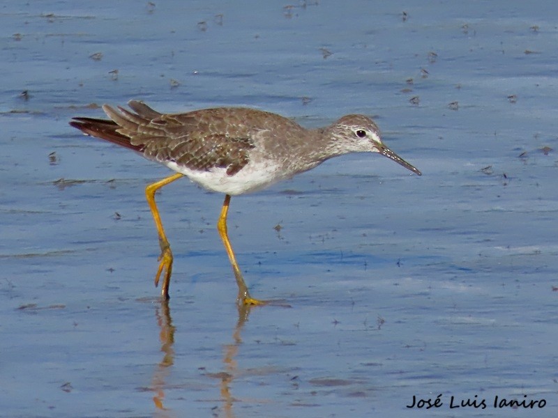 Lesser Yellowlegs - ML645520018