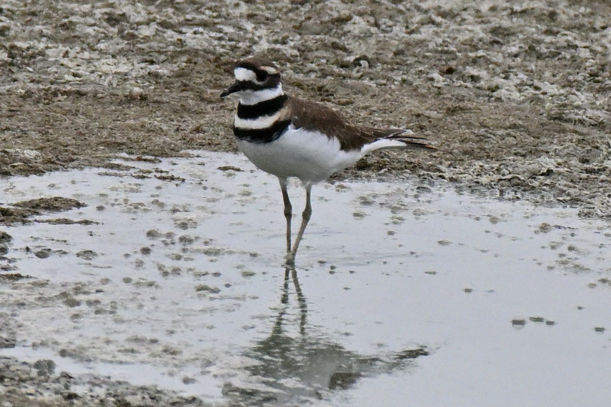 Killdeer - ML645520019
