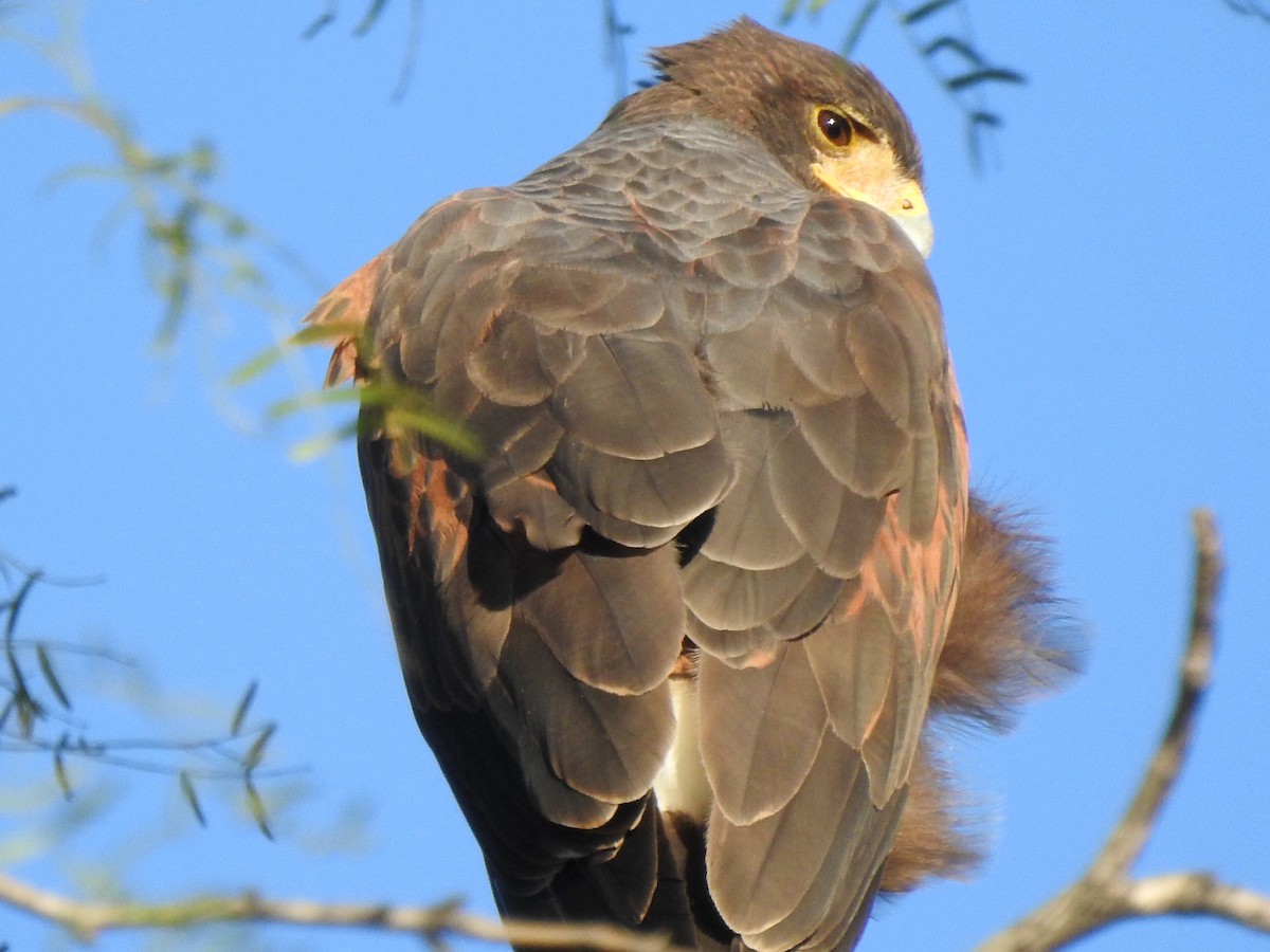 Harris's Hawk - ML645520020