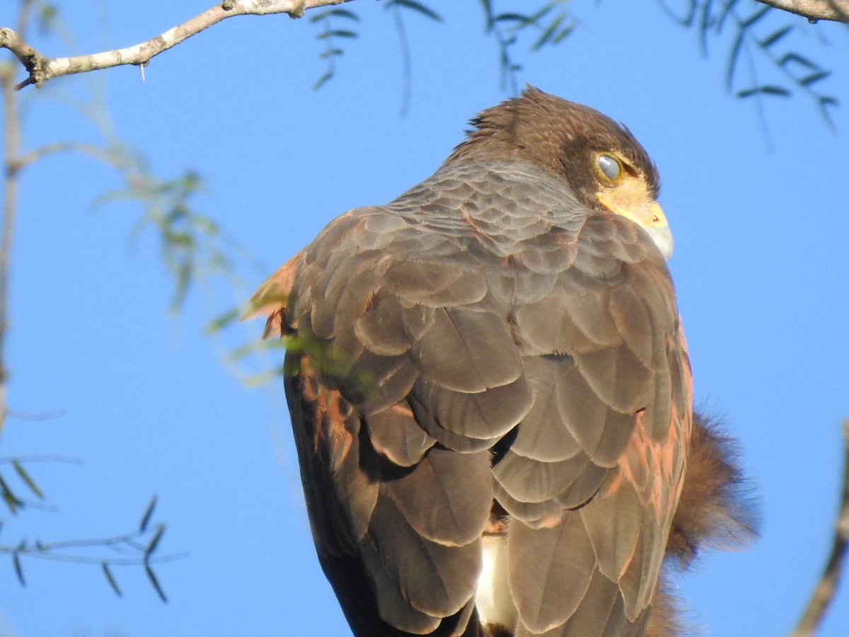 Harris's Hawk - ML645520021