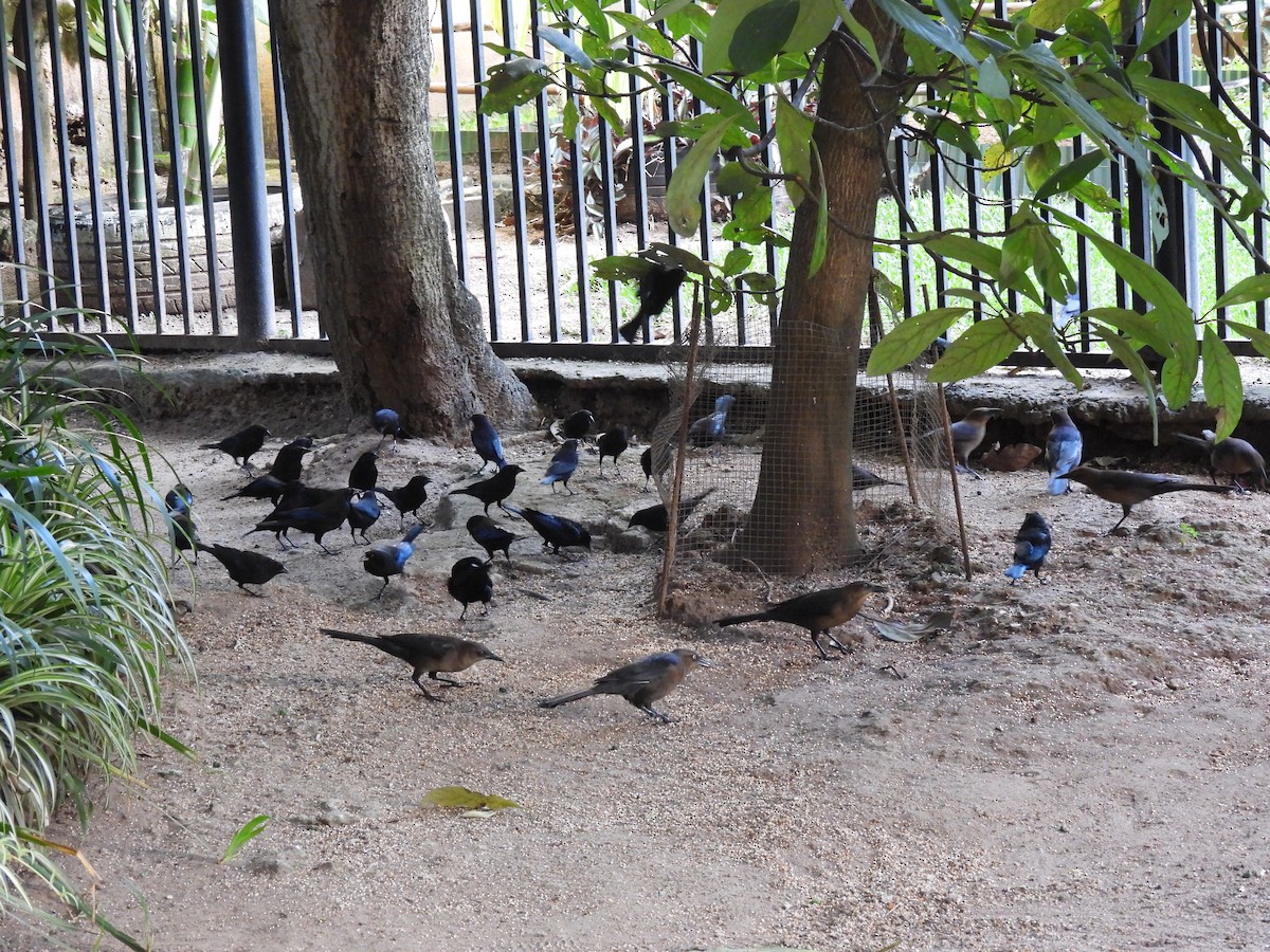 Bronzed Cowbird - ML645520023