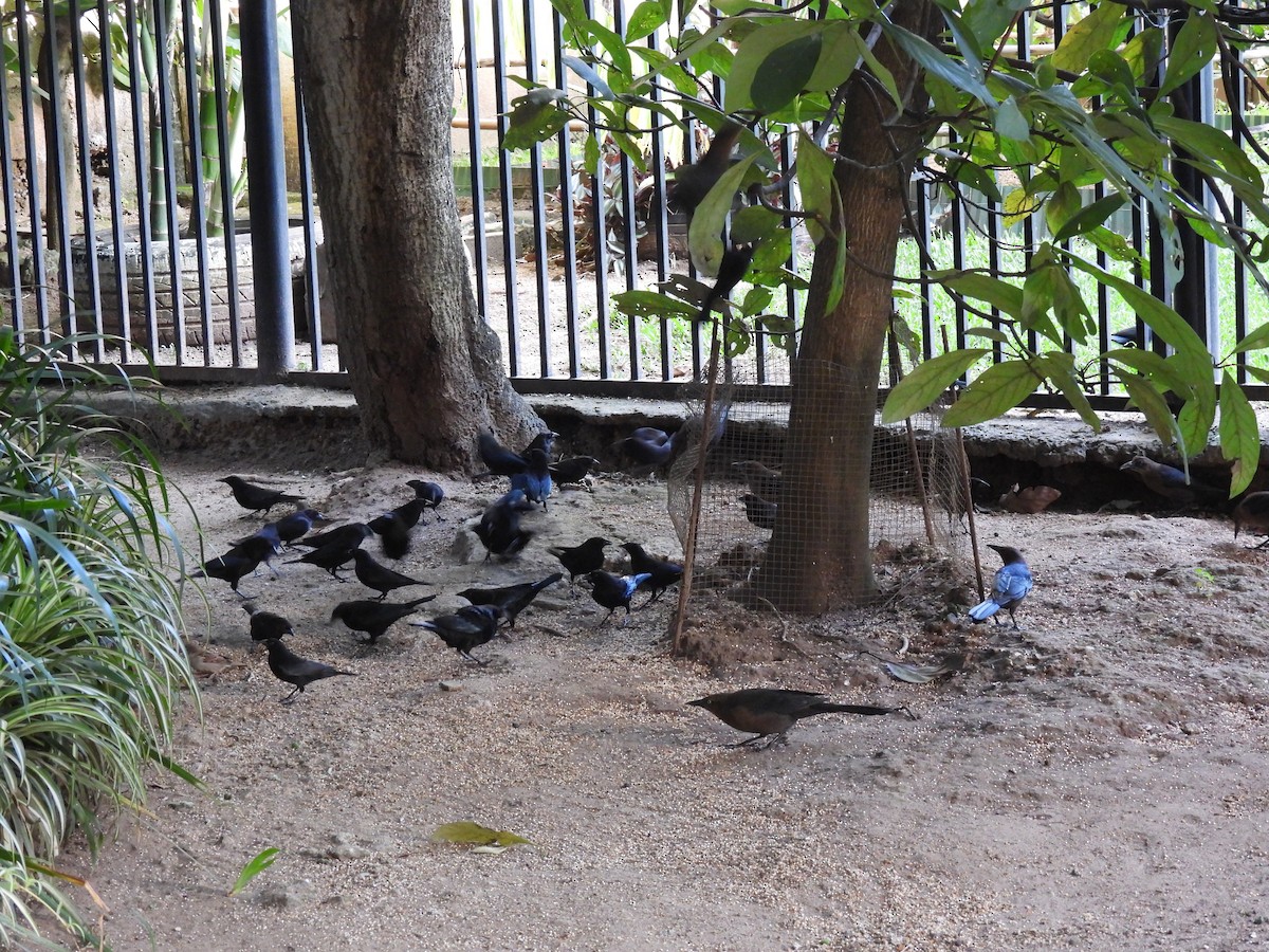 Bronzed Cowbird - ML645520024