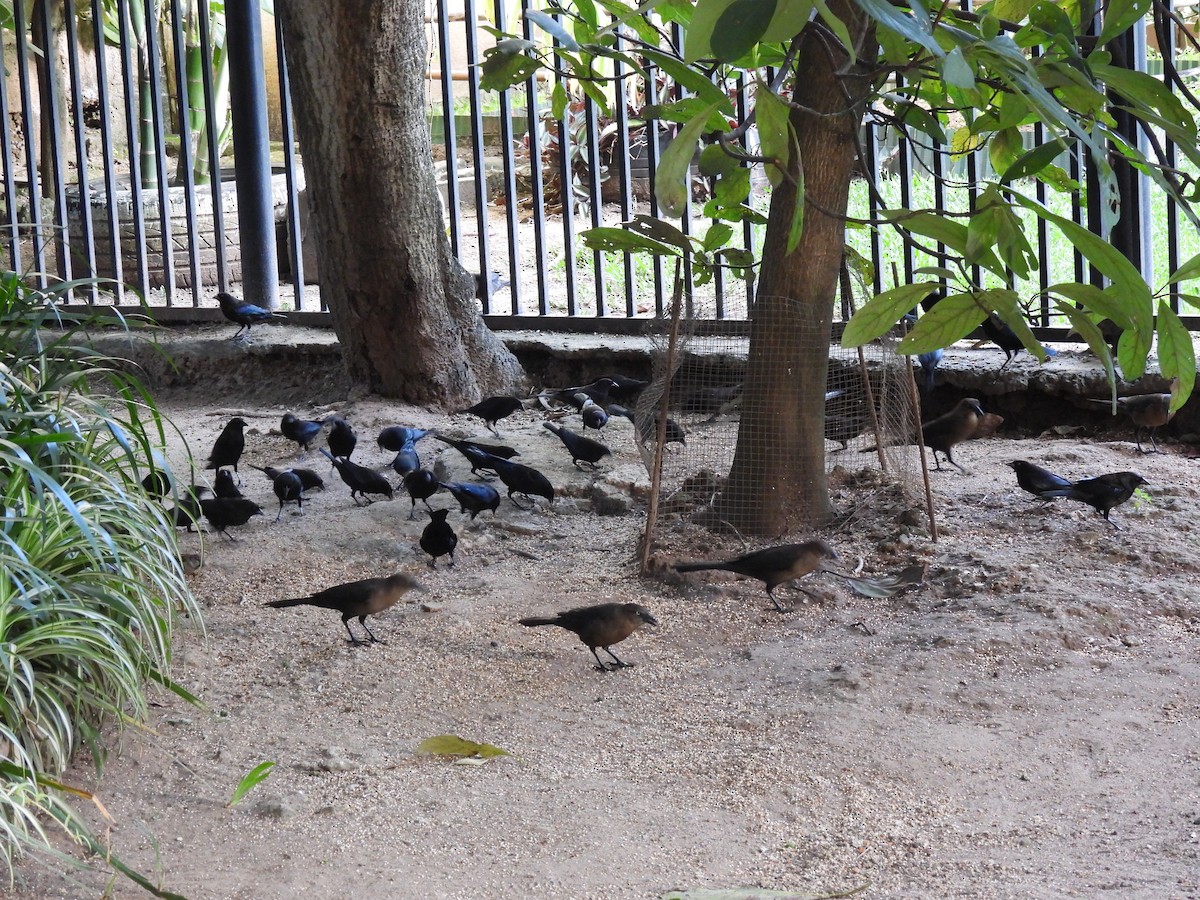 Bronzed Cowbird - ML645520025