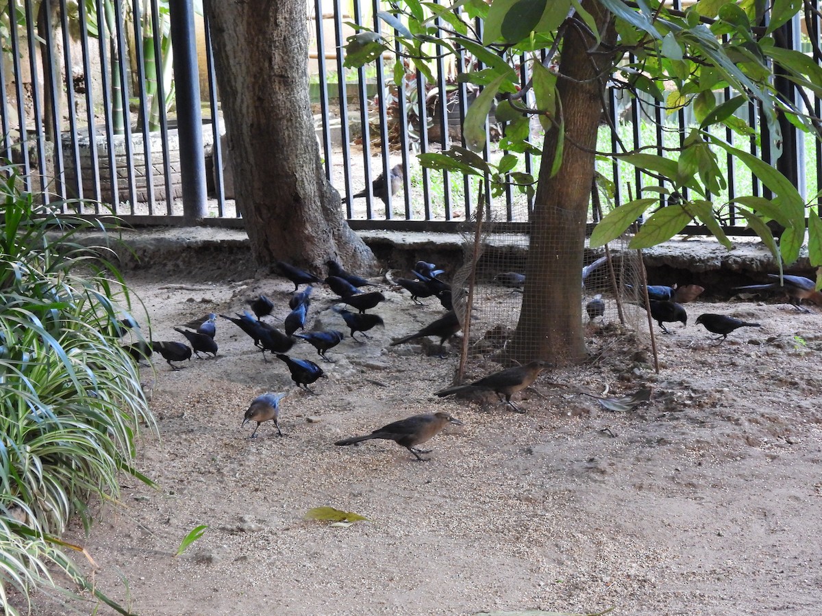 Bronzed Cowbird - ML645520026