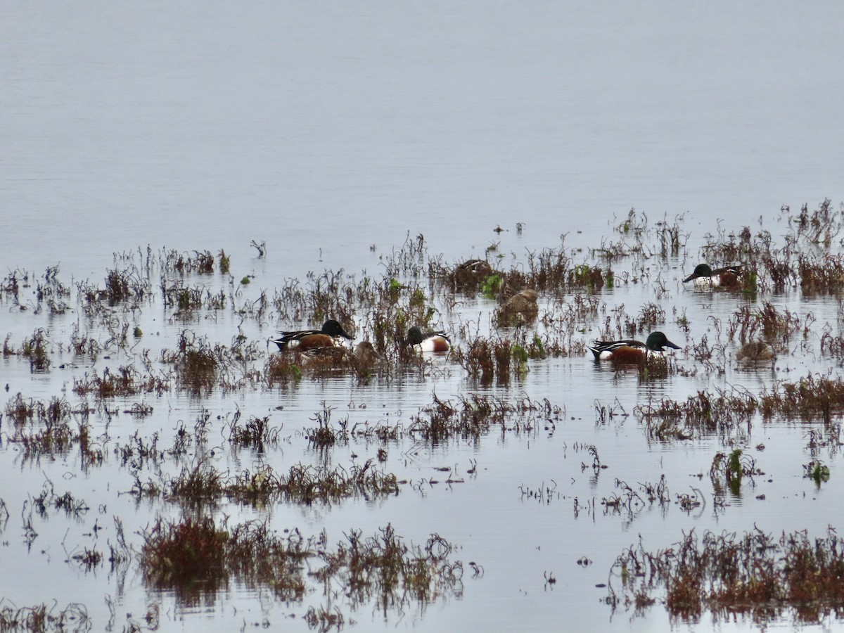 Northern Shoveler - ML645520027