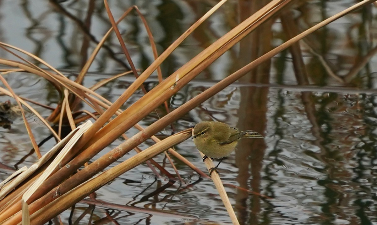 Common Chiffchaff - ML645520028