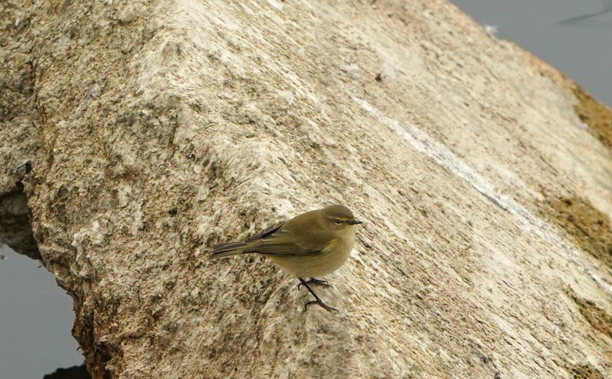 Common Chiffchaff - ML645520029