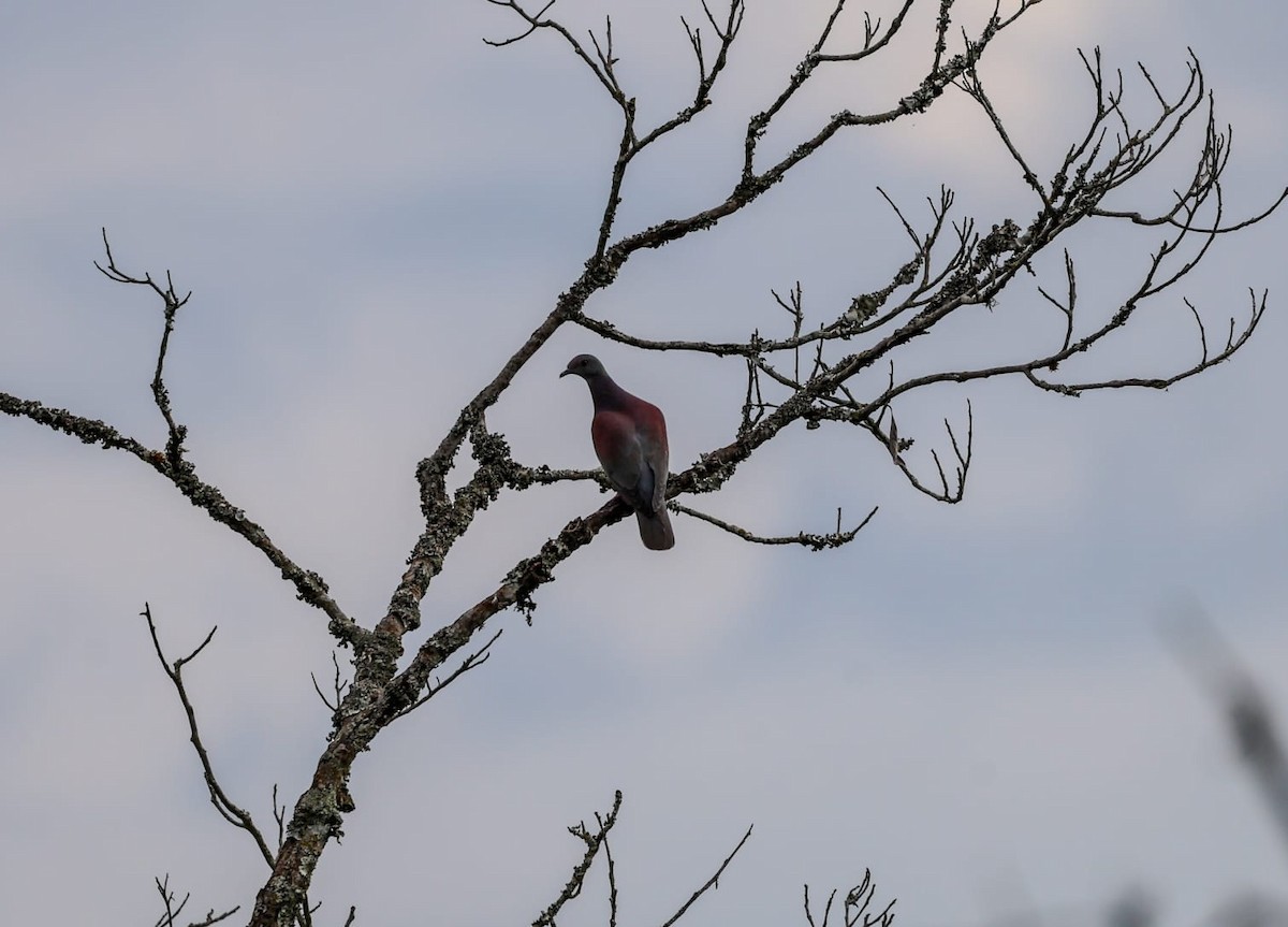 Pale-vented Pigeon - ML645520030
