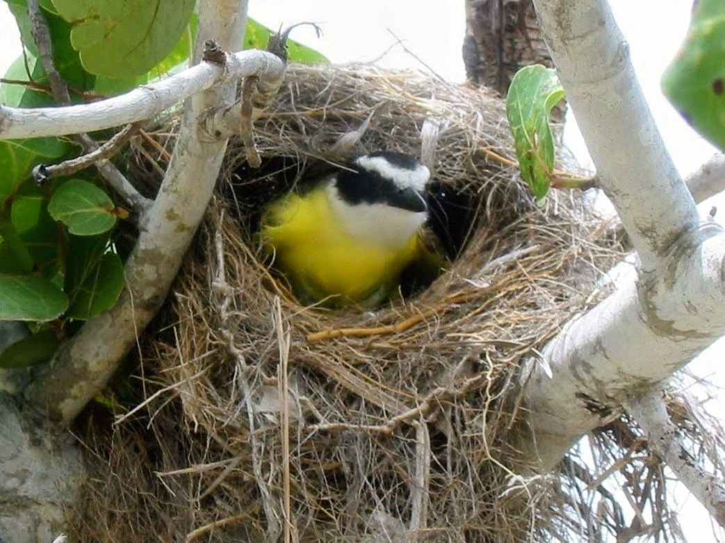 Great Kiskadee - ML645520031