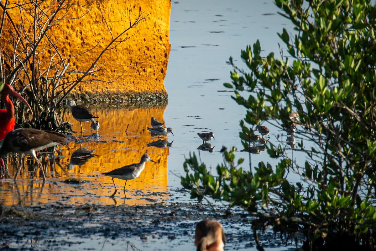 Sanderling - ML645520033