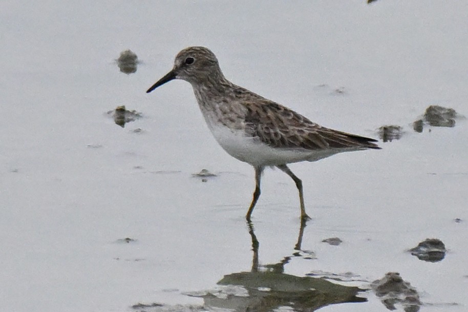 Least Sandpiper - ML645520034
