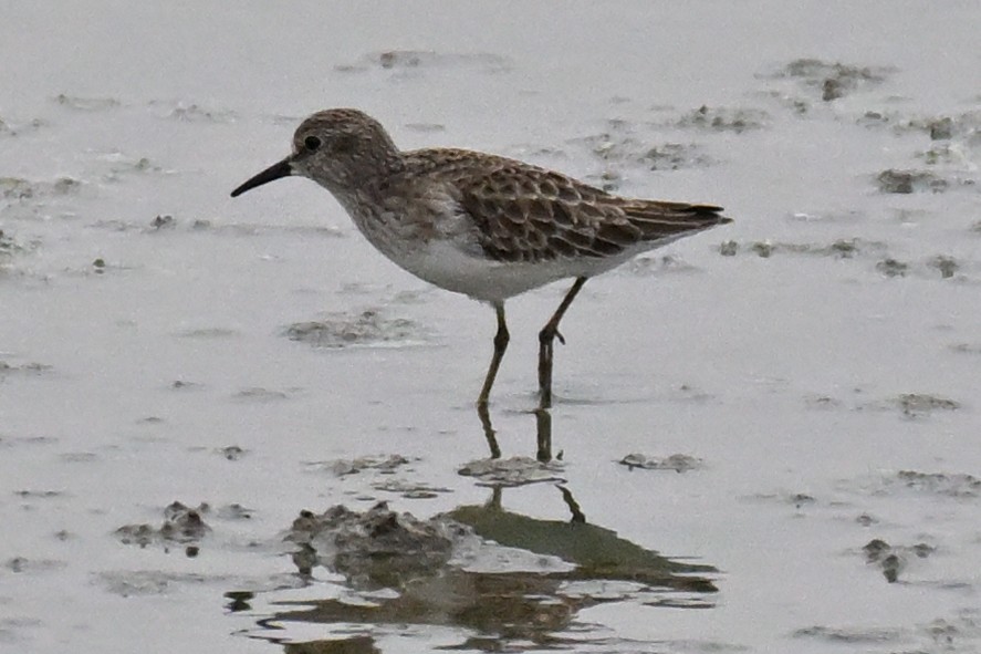 Least Sandpiper - ML645520035