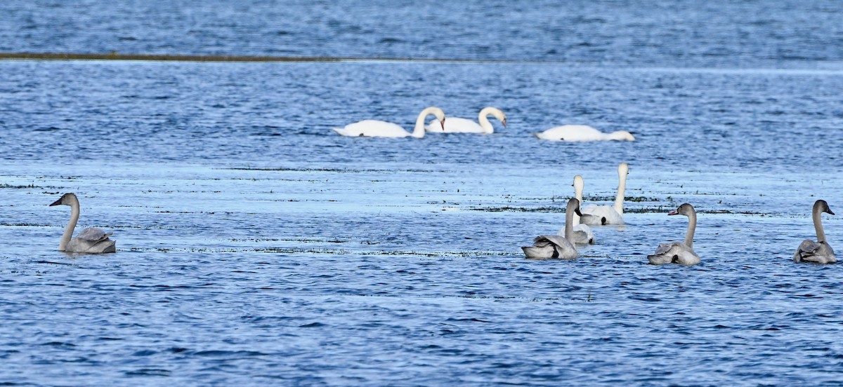 Tundra Swan - ML645520036