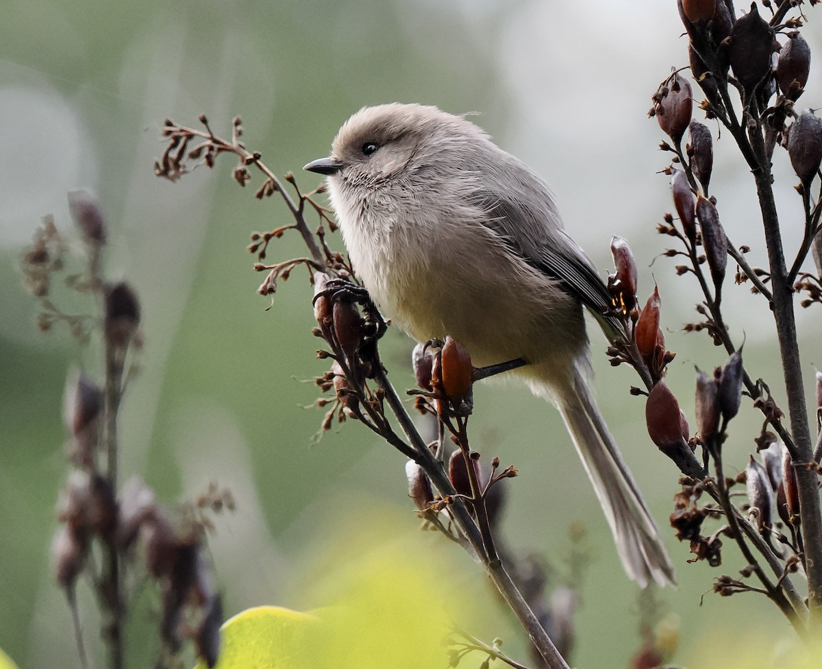 Bushtit - ML645520037