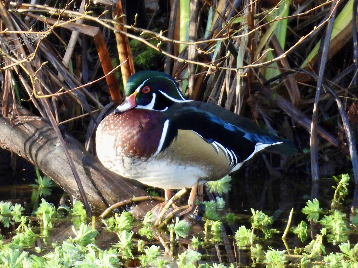 Wood Duck - ML645520038