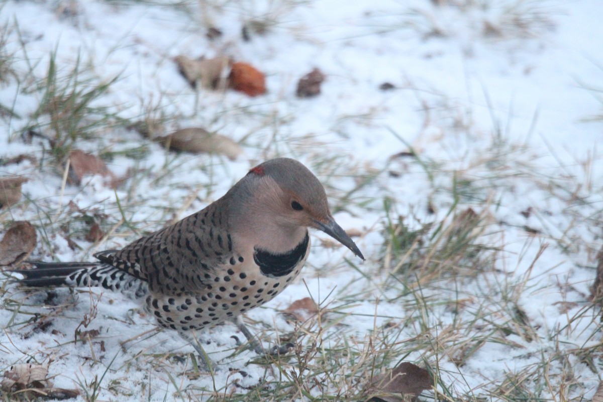 Northern Flicker (Yellow-shafted) - ML645520040