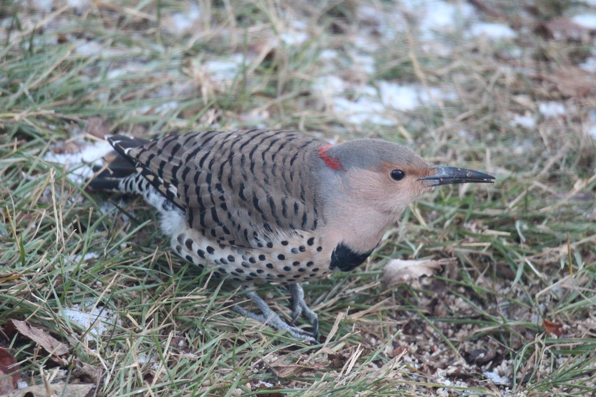 Northern Flicker (Yellow-shafted) - ML645520041