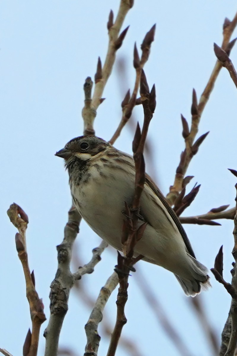 Reed Bunting - ML645520042