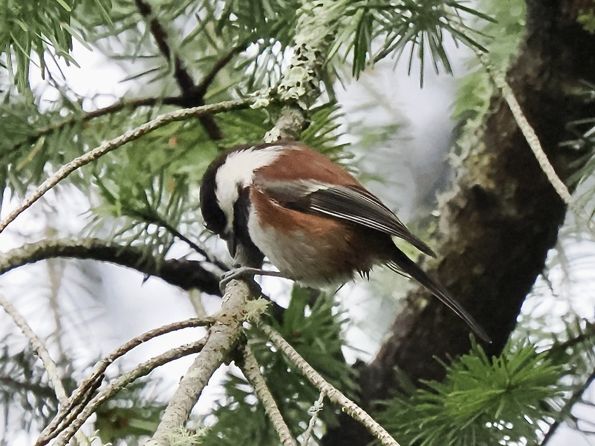 Chestnut-backed Chickadee - ML645520043
