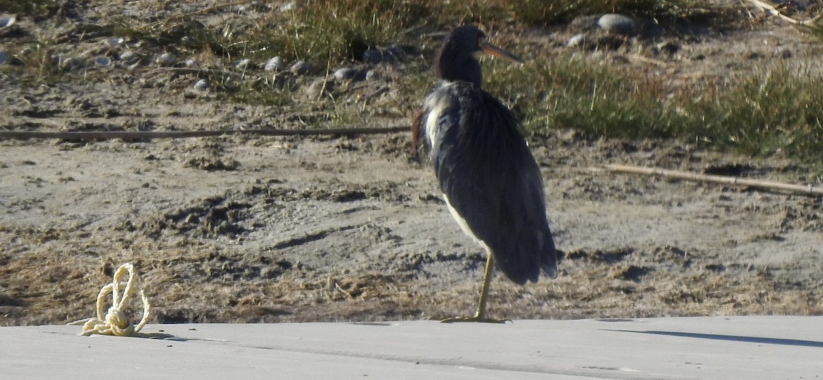 Tricolored Heron - ML645520044
