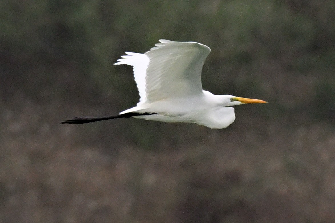 Great Egret - ML645520047