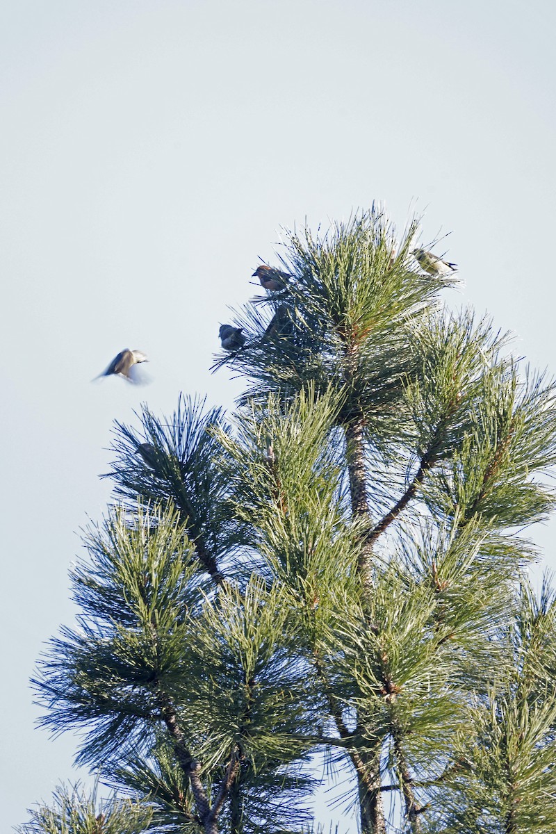 Red Crossbill - ML645520048