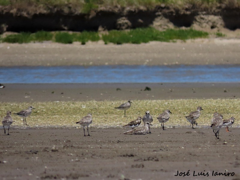 Ruddy Turnstone - ML645520059