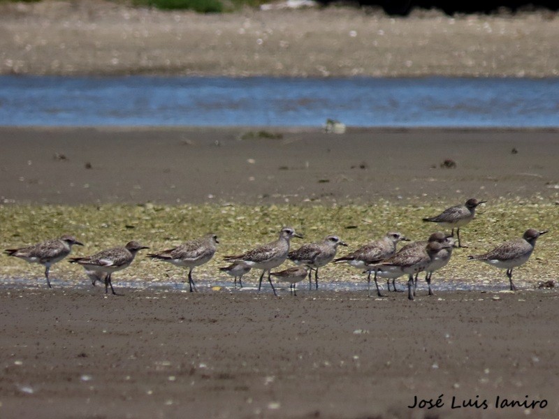 White-rumped Sandpiper - ML645520075