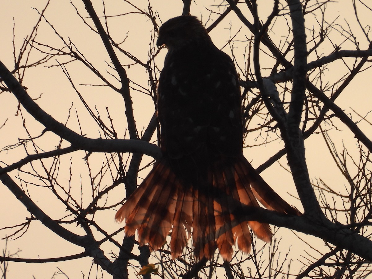 Cooper's Hawk - ML645520086