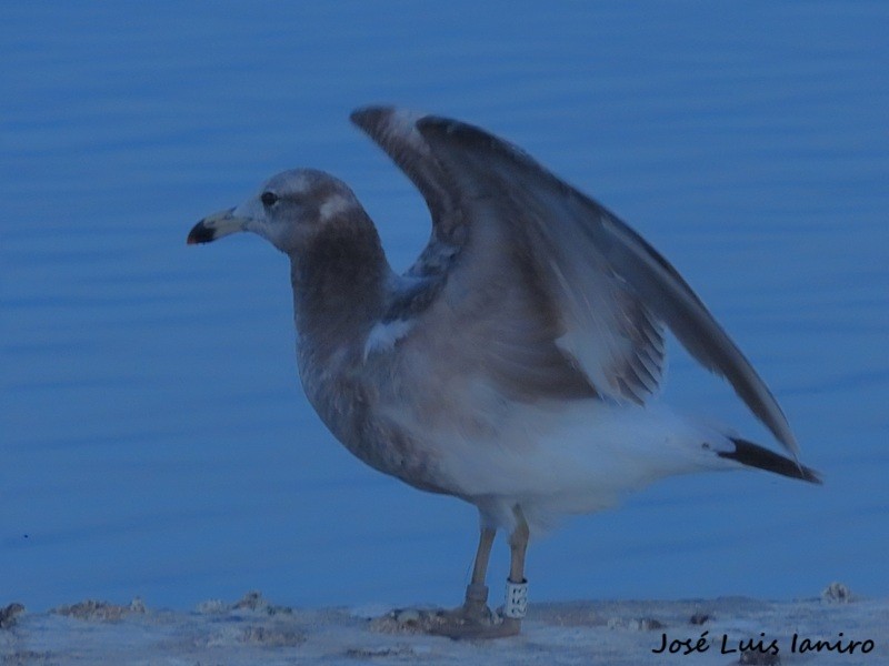 アルゼンチンカモメ - ML645520089