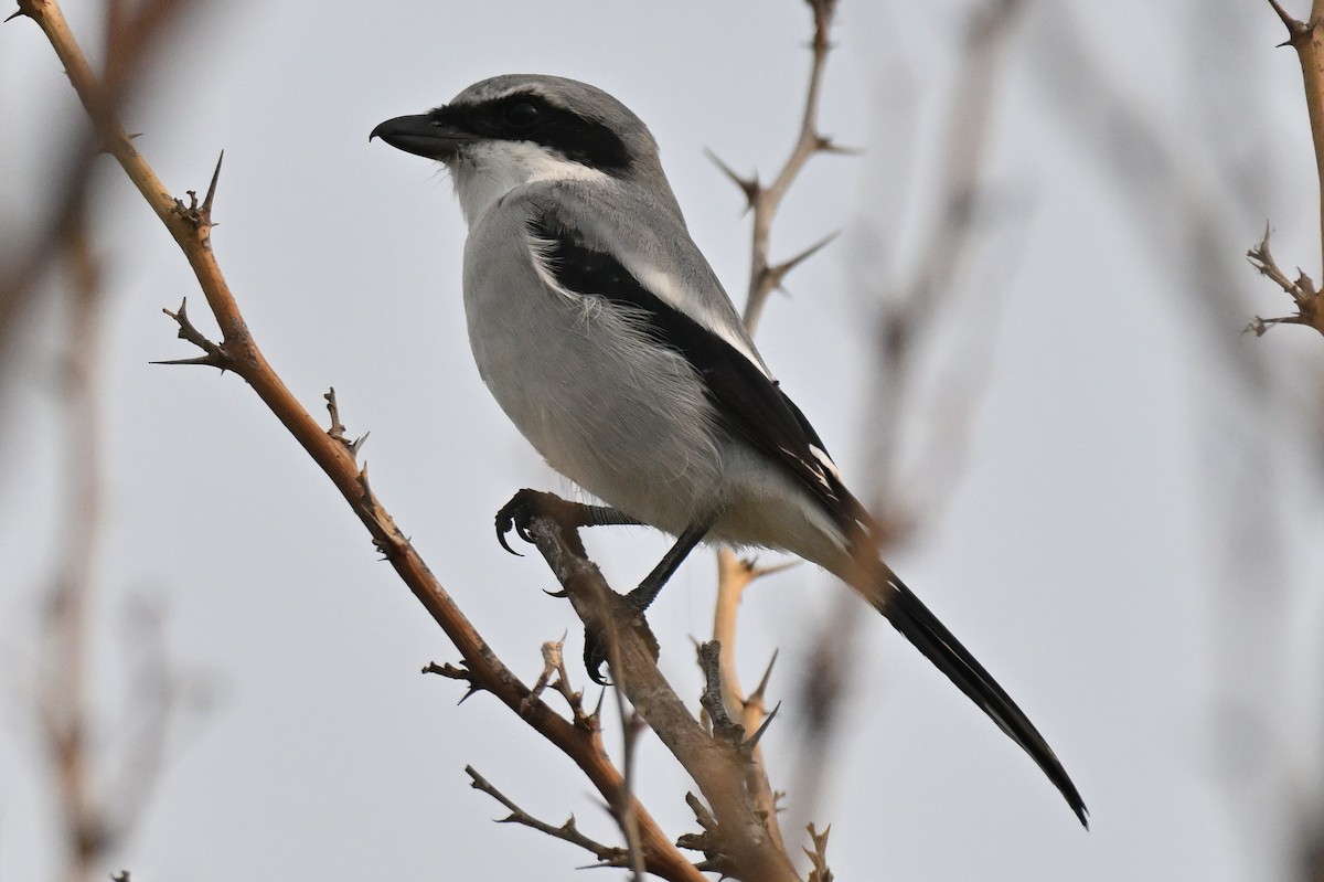 Loggerhead Shrike - ML645520090