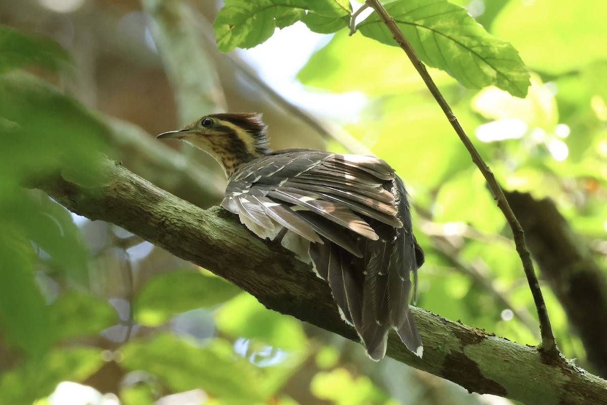 Pheasant Cuckoo - ML645520091