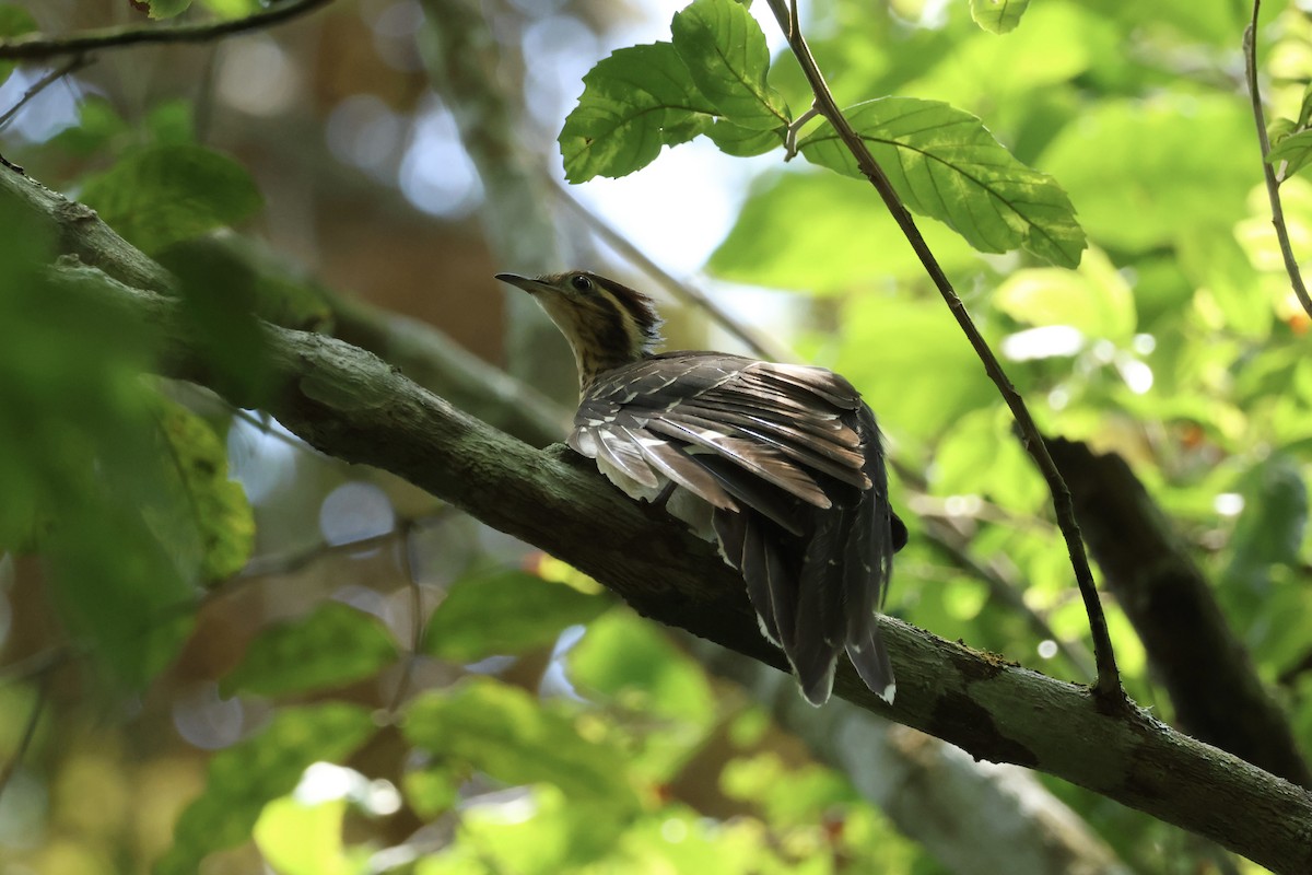 Pheasant Cuckoo - ML645520092